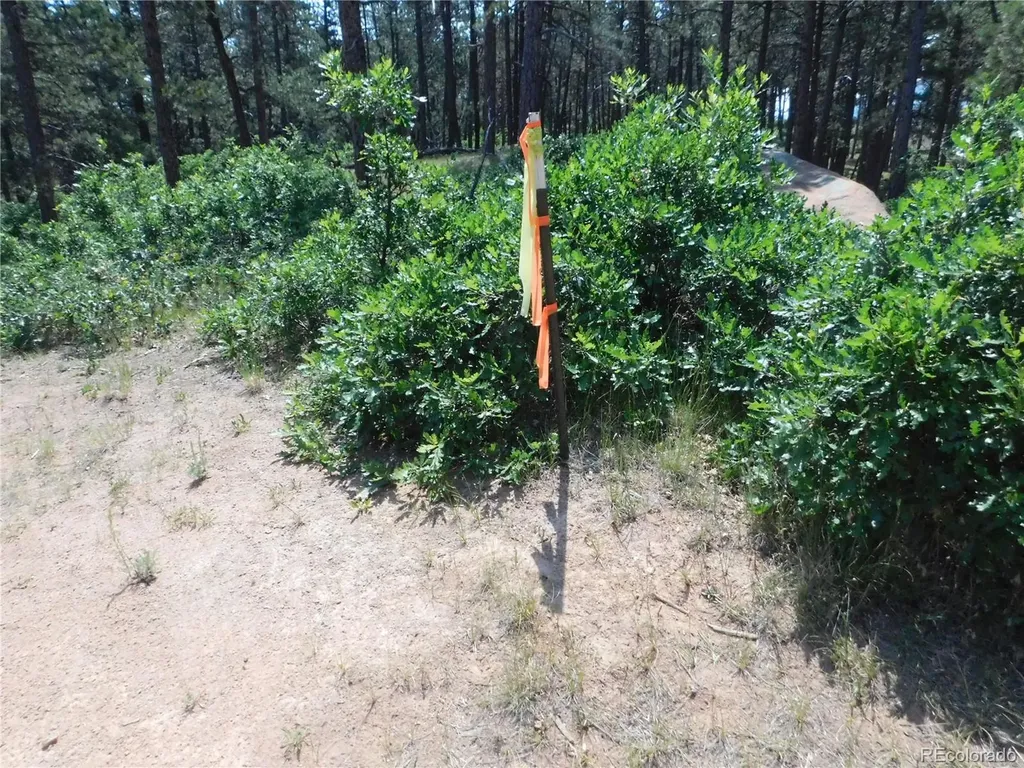 4480 Delaware Drive Larkspur CO 80118