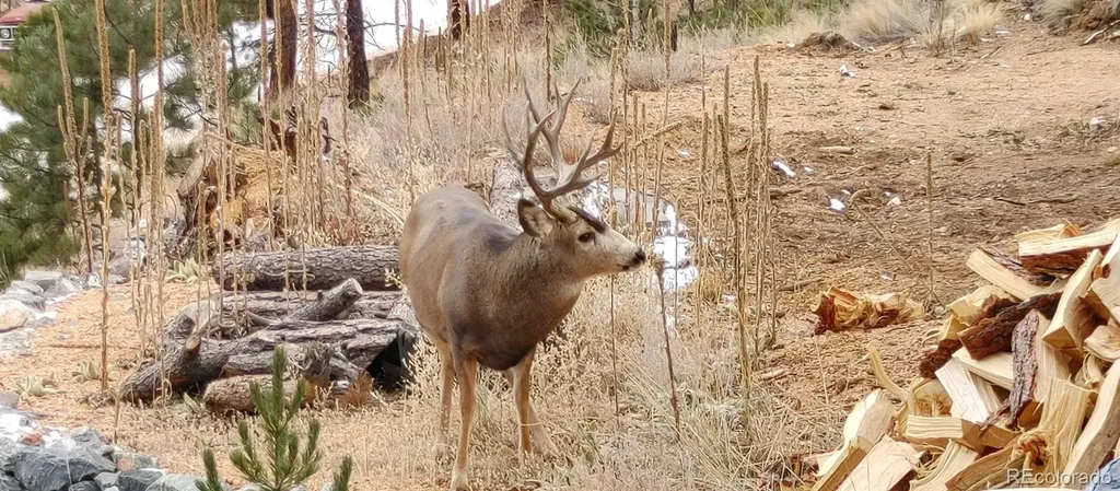 132 Jones Road Bailey CO 80421