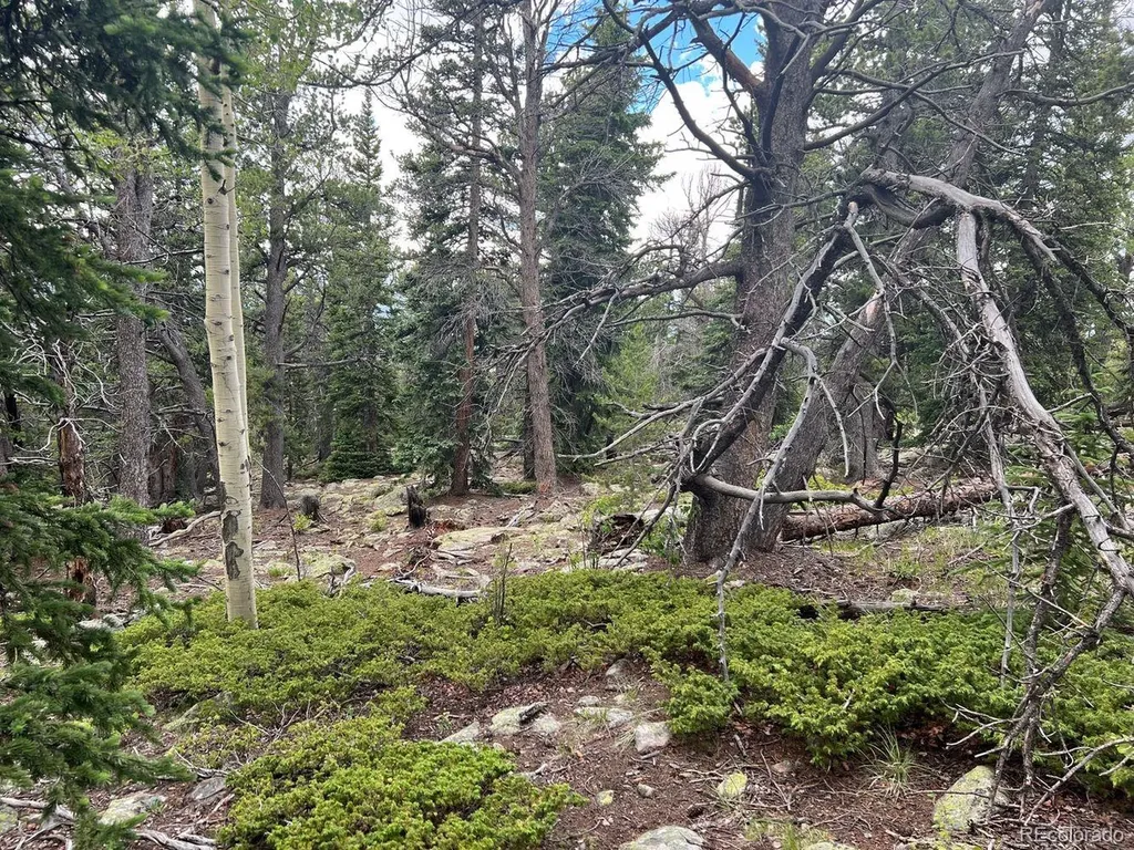 000 Hidden Wilderness Road Evergreen CO 80439