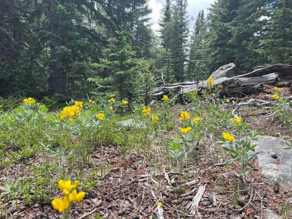 000 Hidden Wilderness Road Evergreen CO 80439