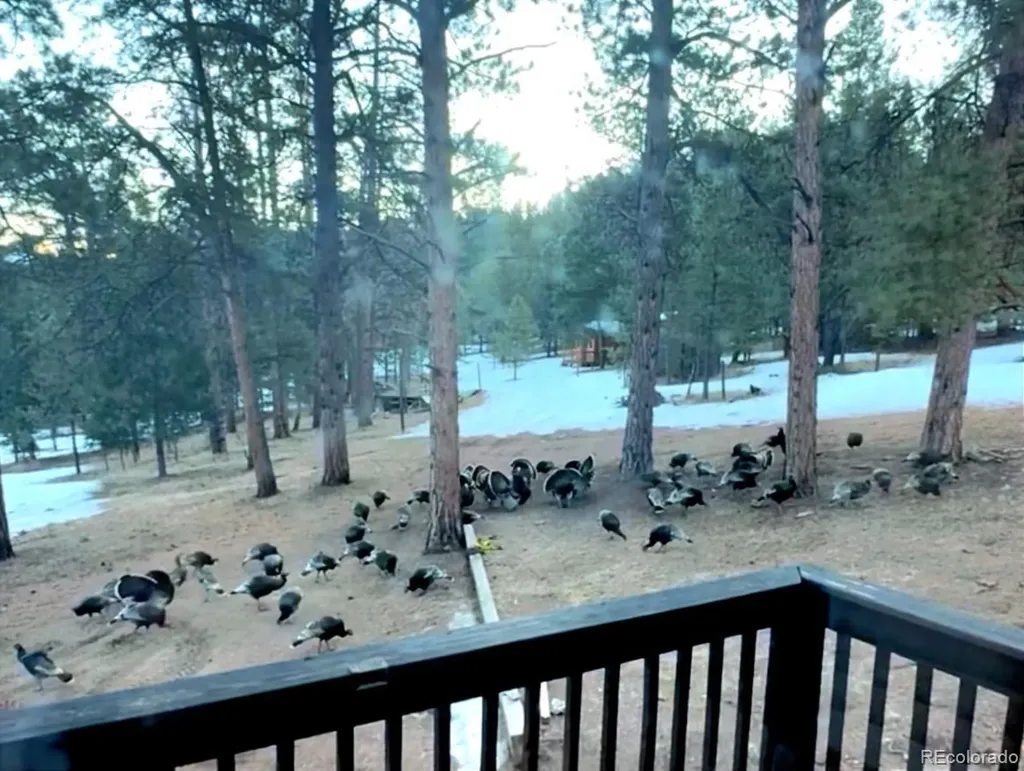986 Apache Road Florissant CO 80816
