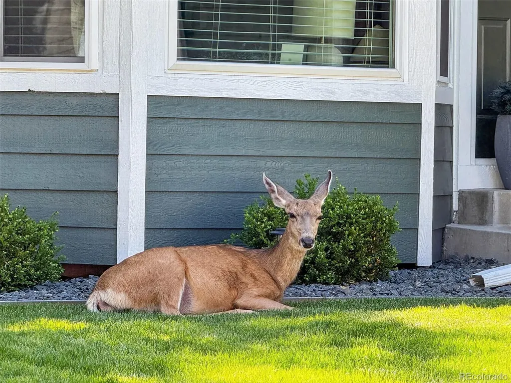 22 Manzanita Littleton CO 80127