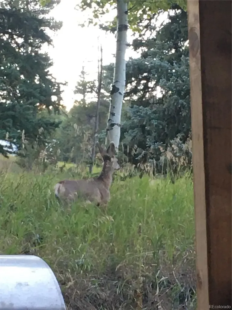 8226 S Brook Forest Road Evergreen CO 80439