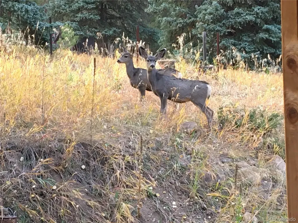 8226 S Brook Forest Road Evergreen CO 80439