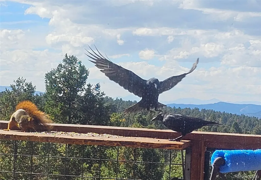 87 Bonanza Circle Florissant CO 80816