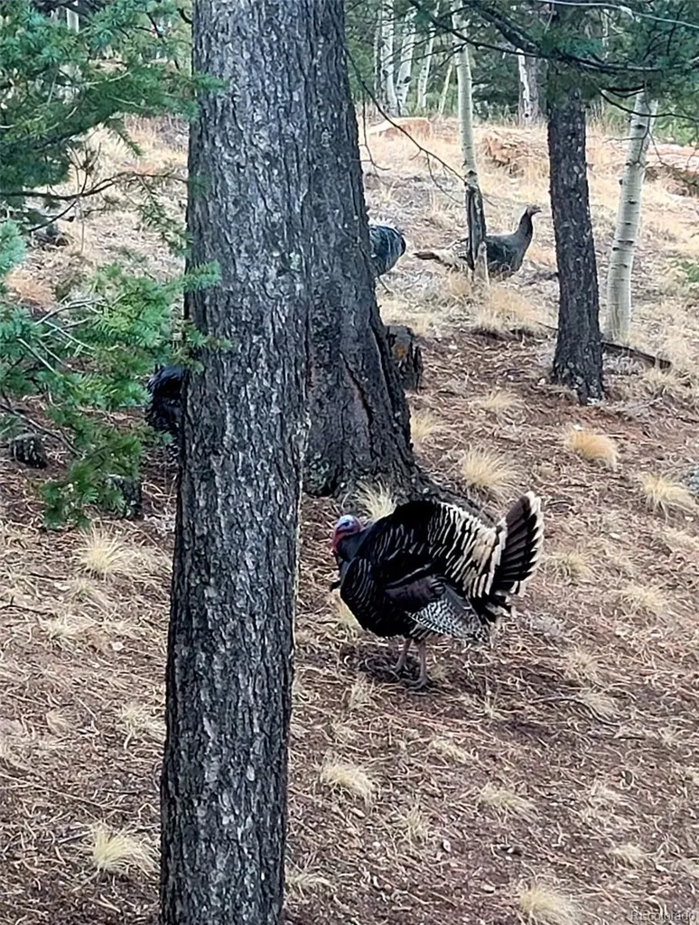 87 Bonanza Circle Florissant CO 80816