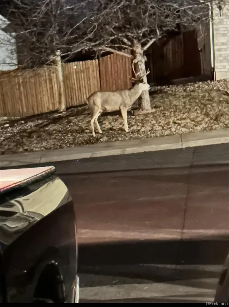 4270 Deer Watch Drive Castle Rock CO 80104