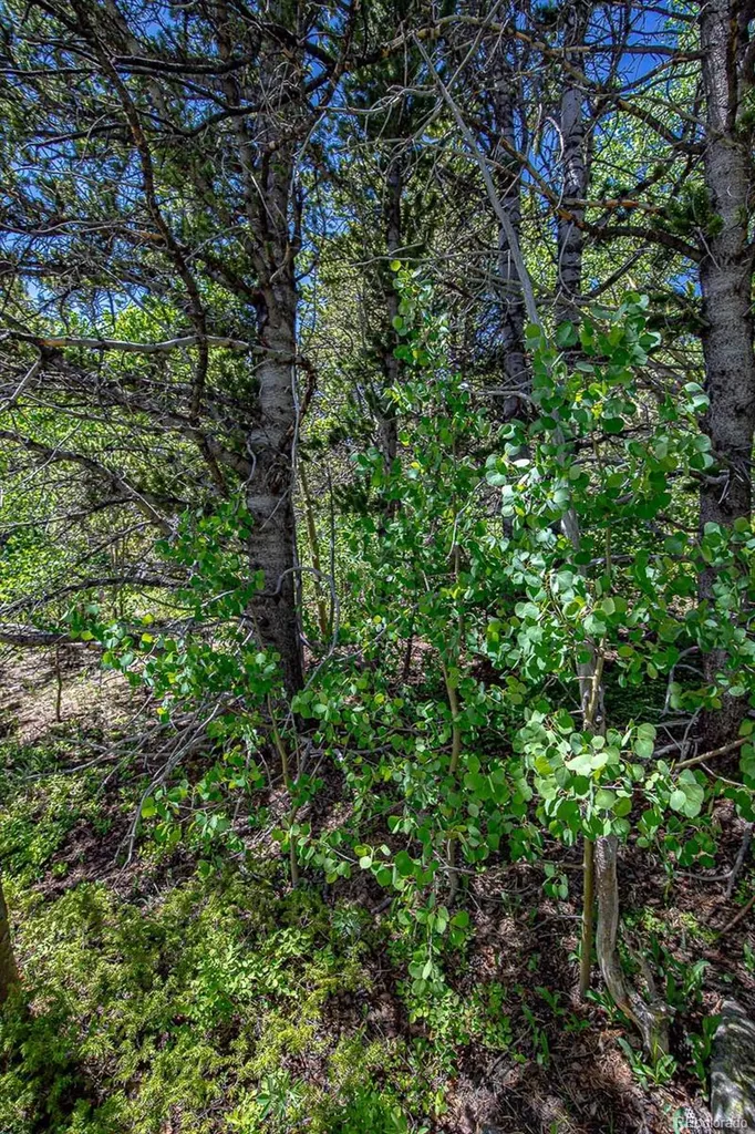 123 Yankee Hill Trail Black Hawk CO 80427
