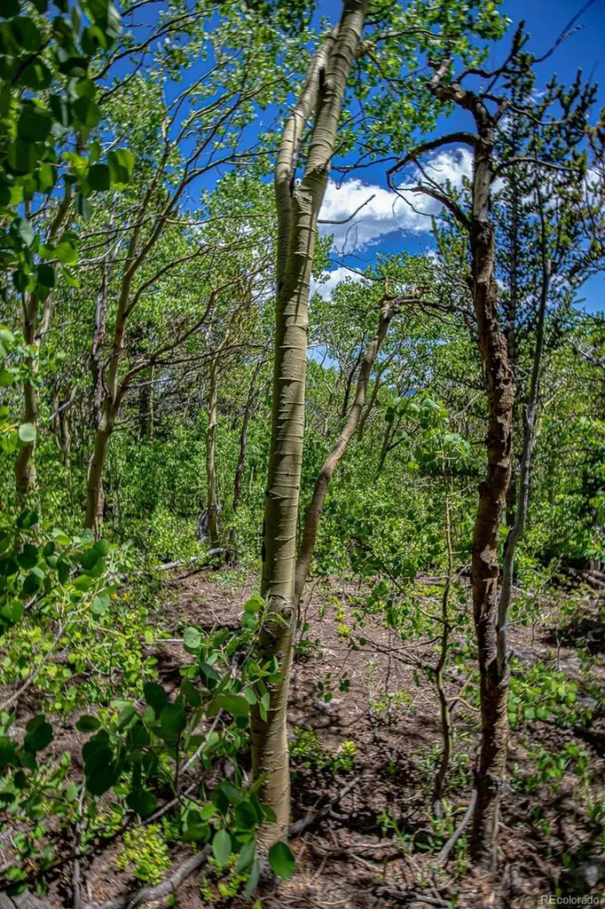 123 Yankee Hill Trail Black Hawk CO 80427