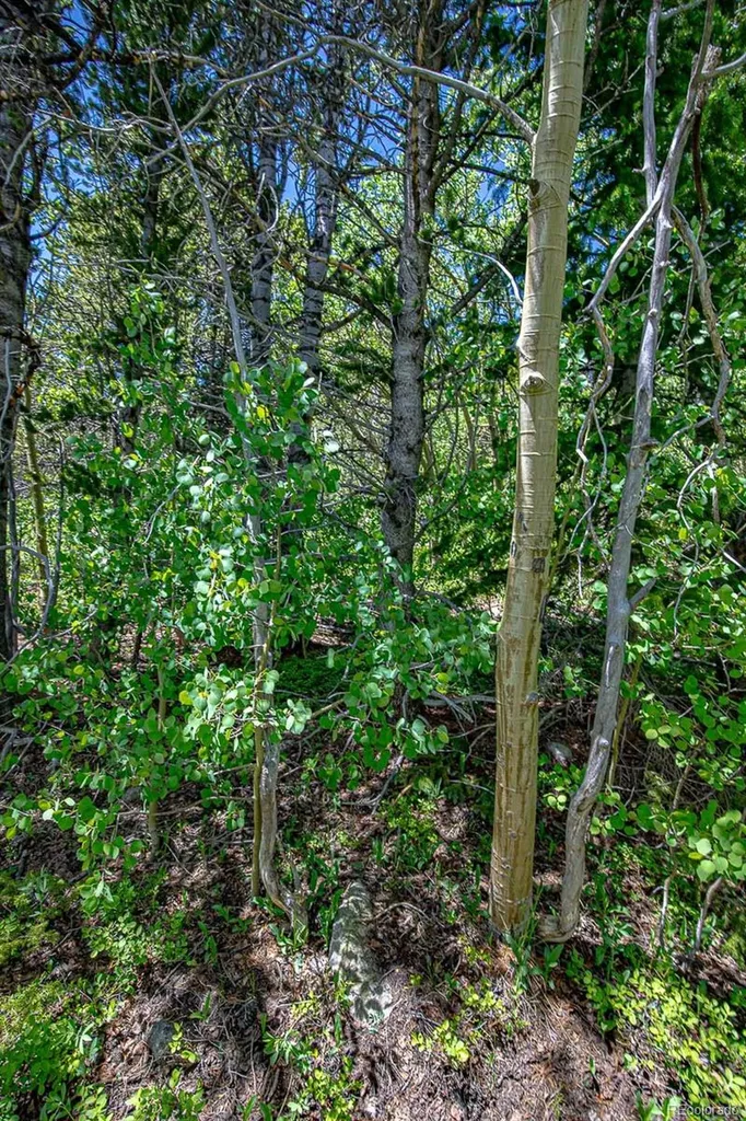 123 Yankee Hill Trail Black Hawk CO 80427