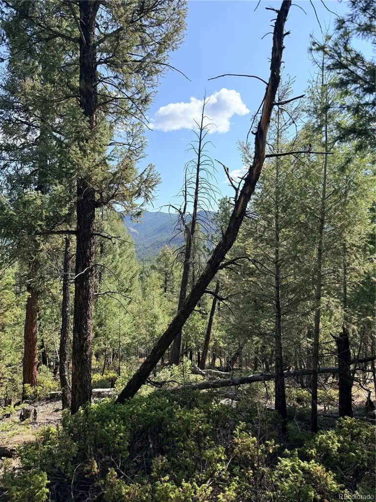 12907 S Cindy Avenue Pine CO 80470