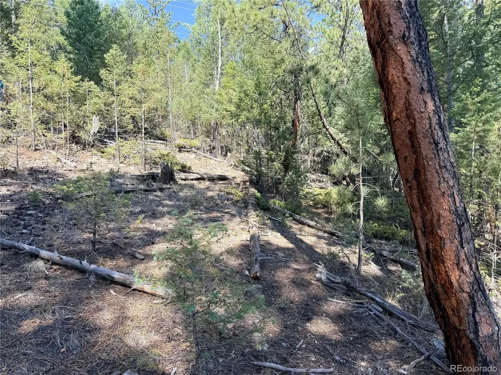 12907 S Cindy Avenue Pine CO 80470