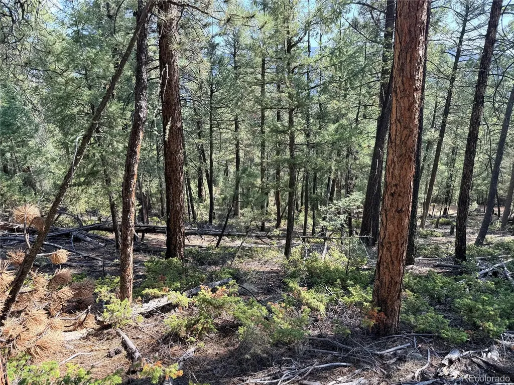 12907 S Cindy Avenue Pine CO 80470