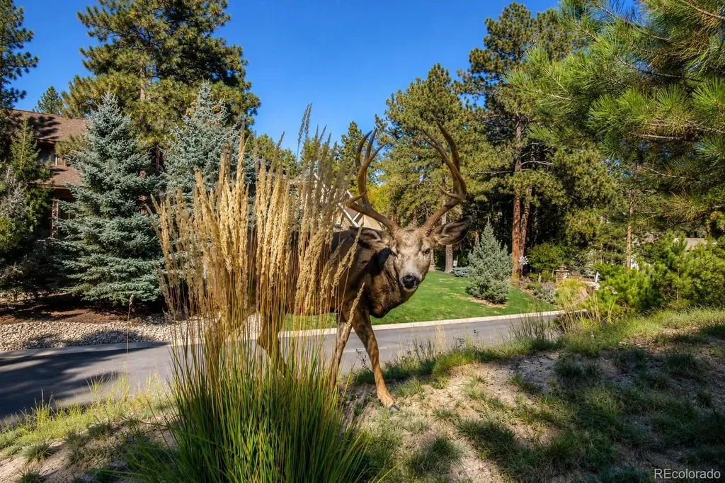 620 Cumberland Road Larkspur CO 80118