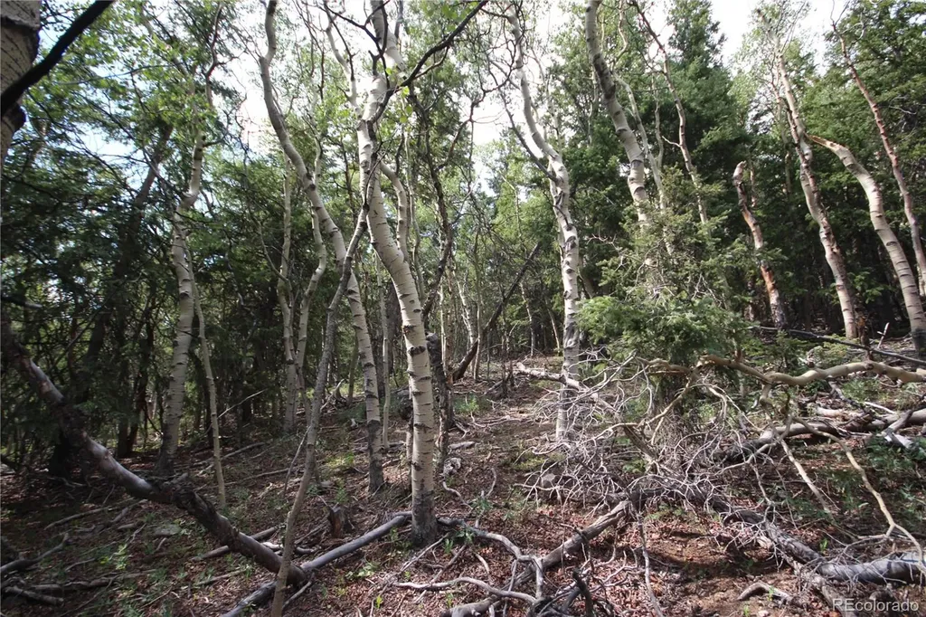 Lot 6573 Ackerman Road San Luis CO 81152