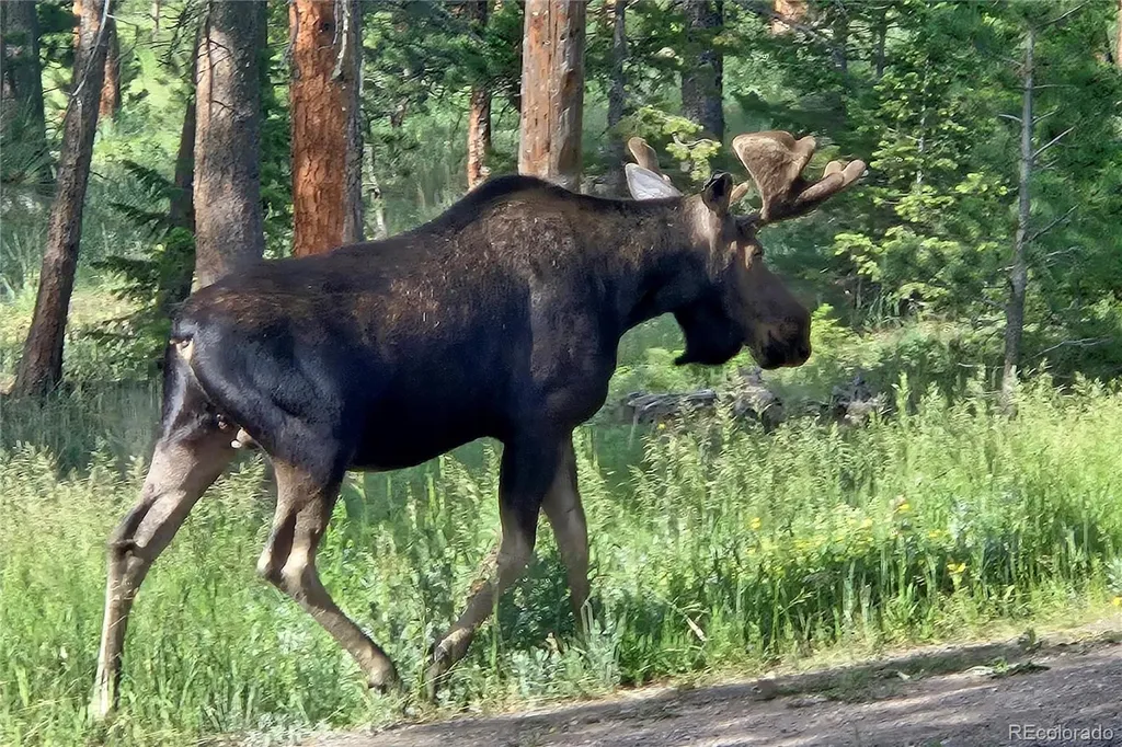 18673 State Highway 7 Lyons CO 80540
