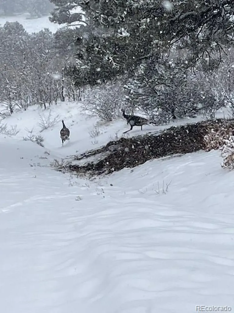 2613 Pheasant Loop Westcliffe CO 81252