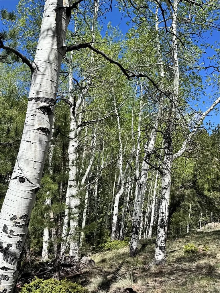 Dilley Road Westcliffe CO 81252