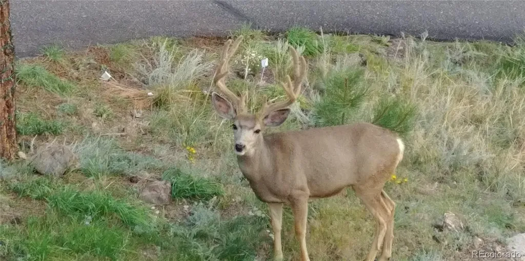 202 Badger Lane Bailey CO 80421