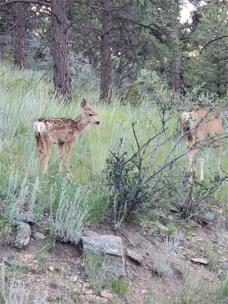 202 Badger Lane Bailey CO 80421