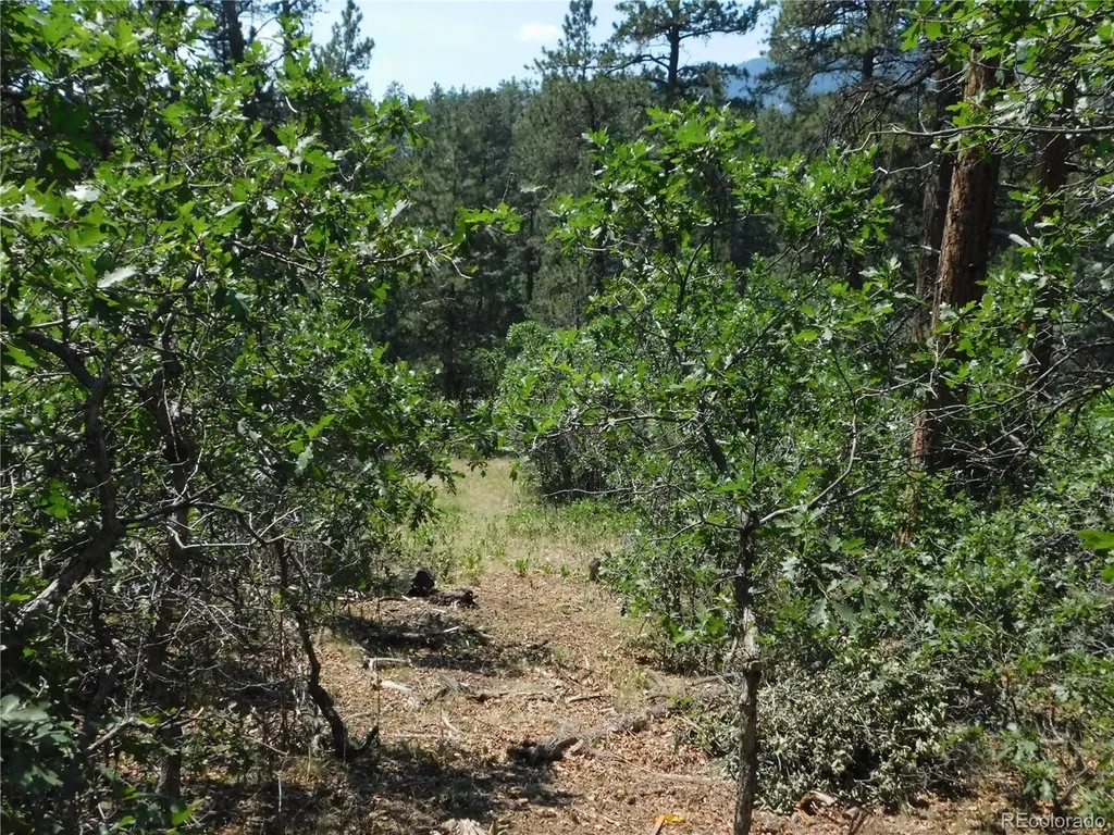 8202 Bannock Drive Larkspur CO 80118