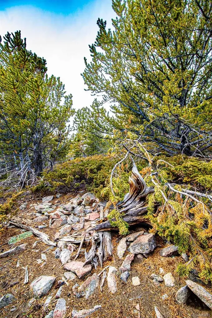 Lot 530 Hilltop Road Idaho Springs CO 80452
