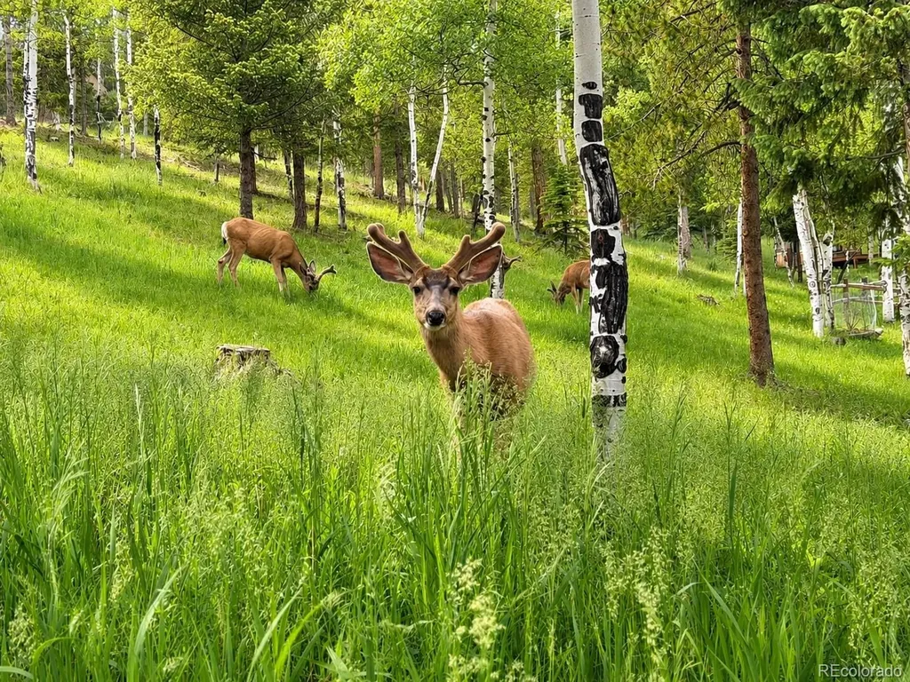 7256 Aspen Meadow Drive Evergreen CO 80439