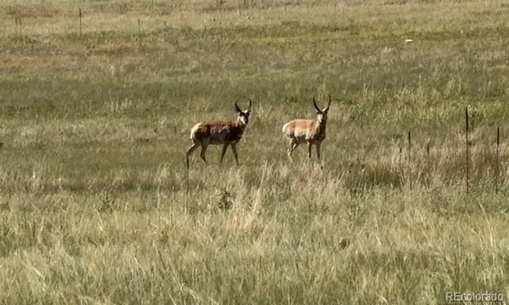 Tbd S State Highway 83 - 140 Acres Franktown CO 80116