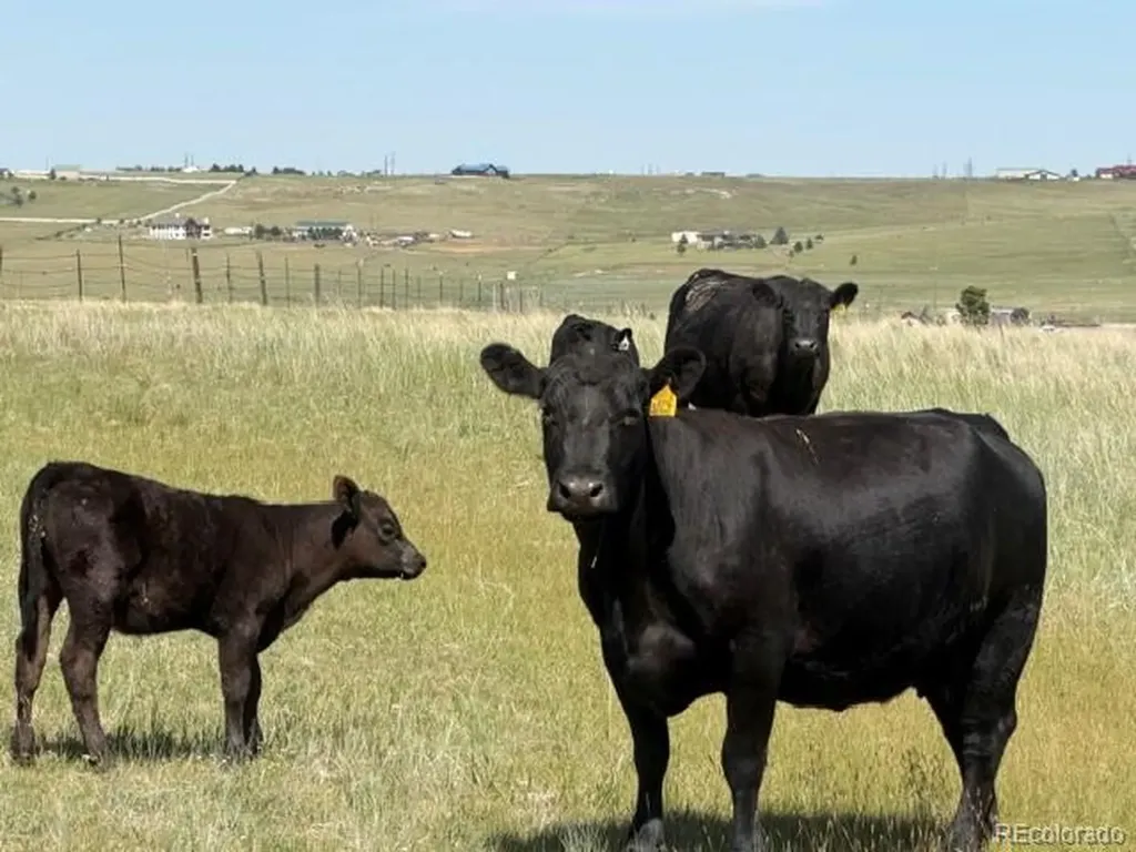 Tbd S State Highway 83 - 140 Acres Franktown CO 80116