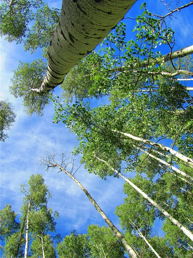 Lot 6295 Malcolm Road San Luis CO 81152