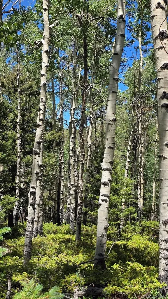 Lot 6748 Starkweather Road San Luis CO 81152