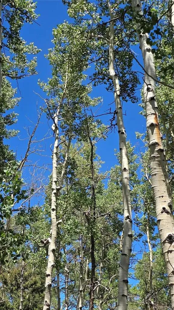 Lot 6748 Starkweather Road San Luis CO 81152