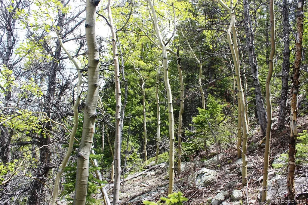 16564A Pennsylvania Idaho Springs CO 80461