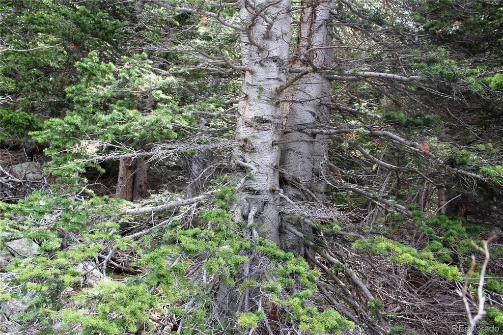 16564A Pennsylvania Idaho Springs CO 80461