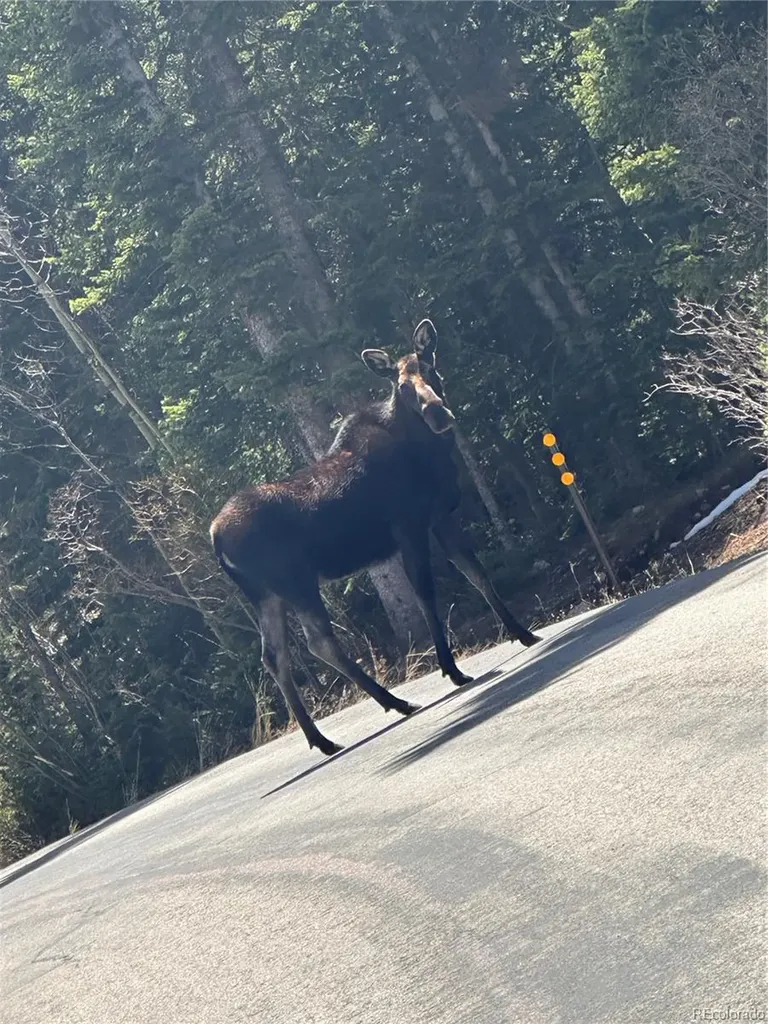 153 Chickadee Lane Bailey CO 80421