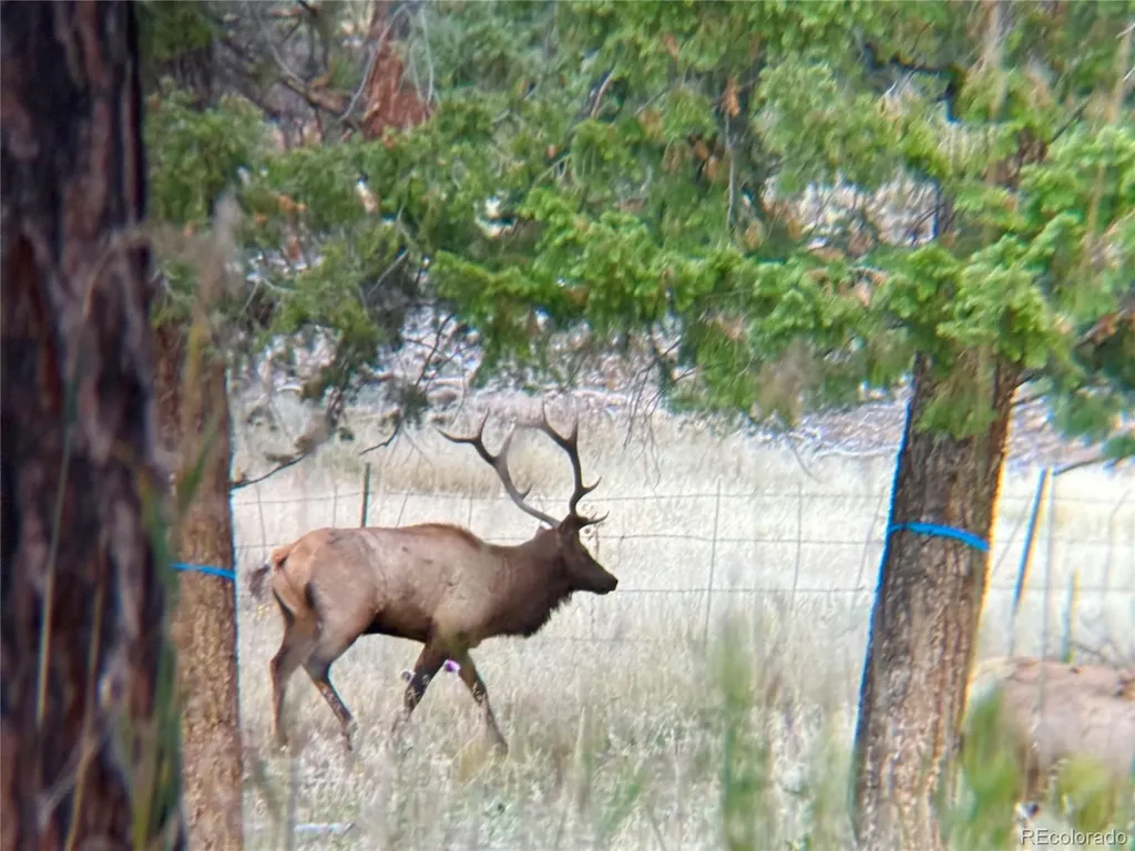 12464 S Us Highway 285 Conifer CO 80433