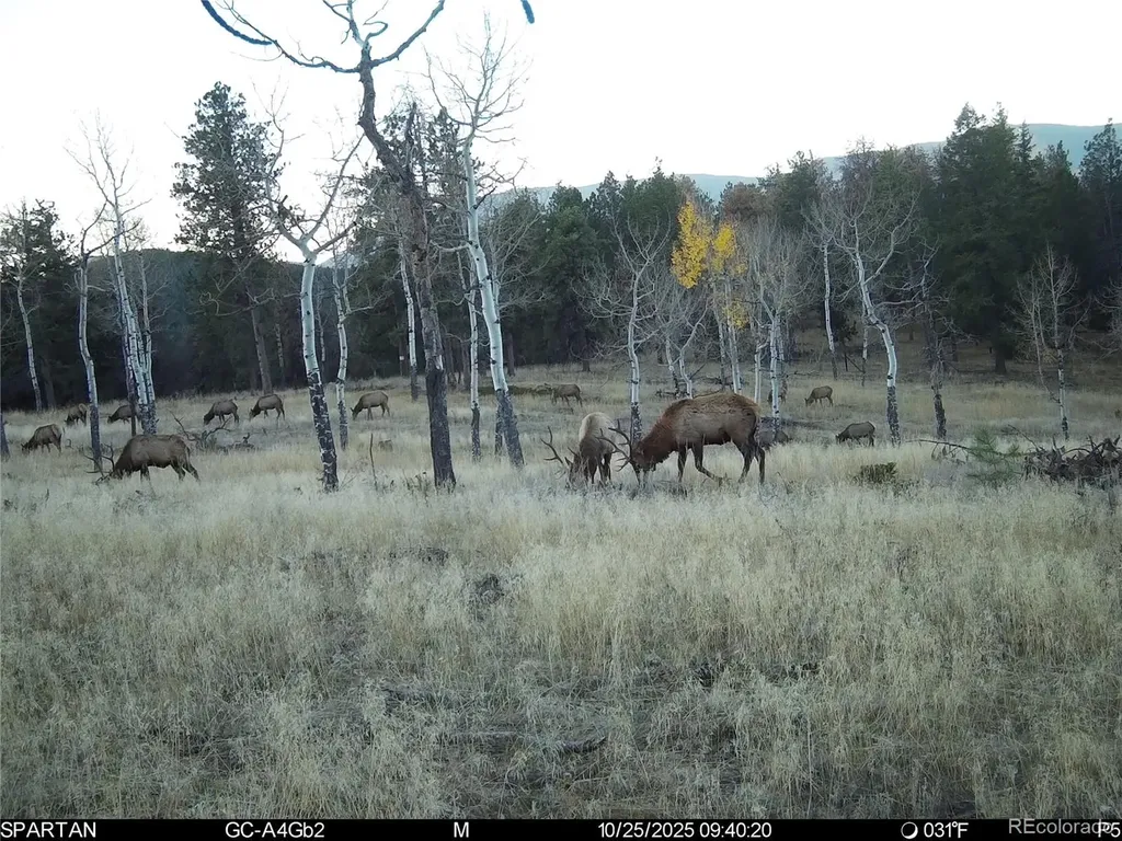 12464 S Us Highway 285 Conifer CO 80433