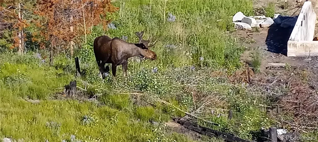 1295 GCR 49 Grand Lake CO 80447