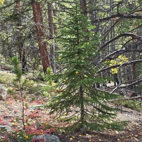 5347 Monitor Lode Claims Leadville CO 80461