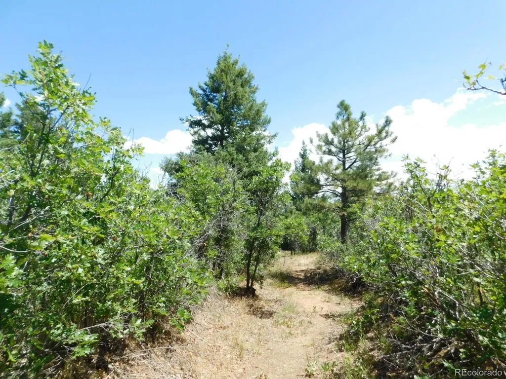 6447 Thunderbird Road Larkspur CO 80118