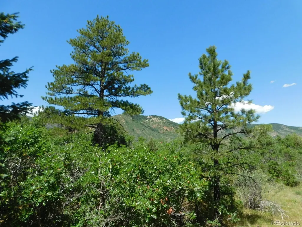 6447 Thunderbird Road Larkspur CO 80118
