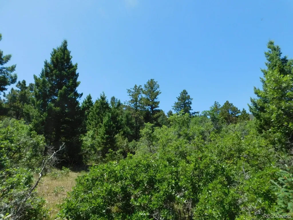6447 Thunderbird Road Larkspur CO 80118
