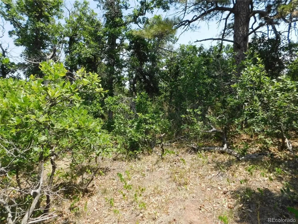 6447 Thunderbird Road Larkspur CO 80118