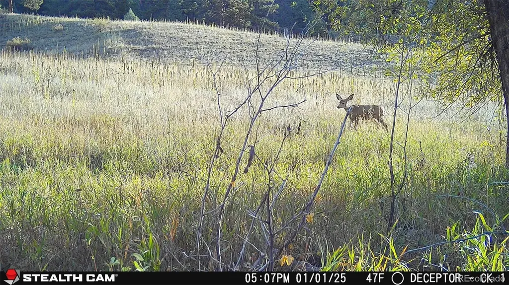 22511 Resort Creek Road Foxton CO 80433