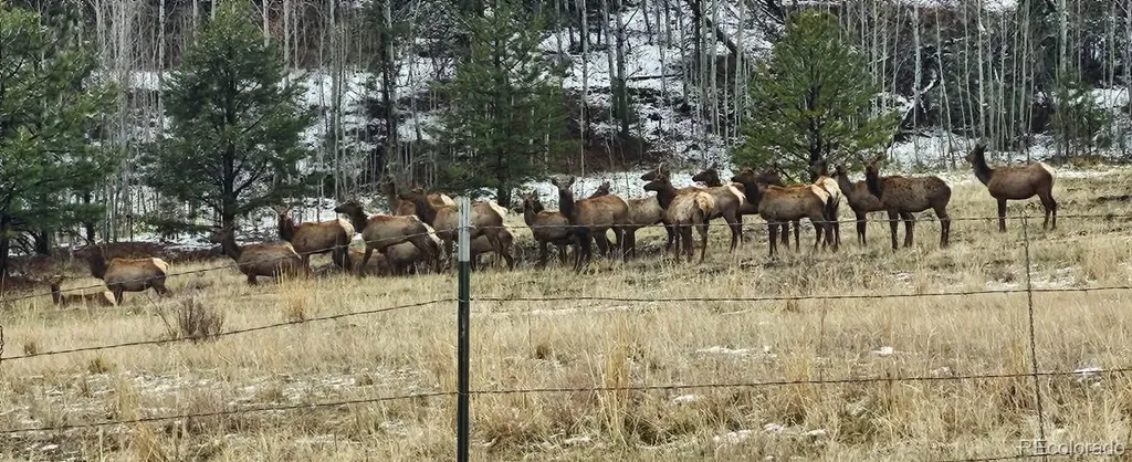 400 Bear Trax Drive Canon City CO 81212