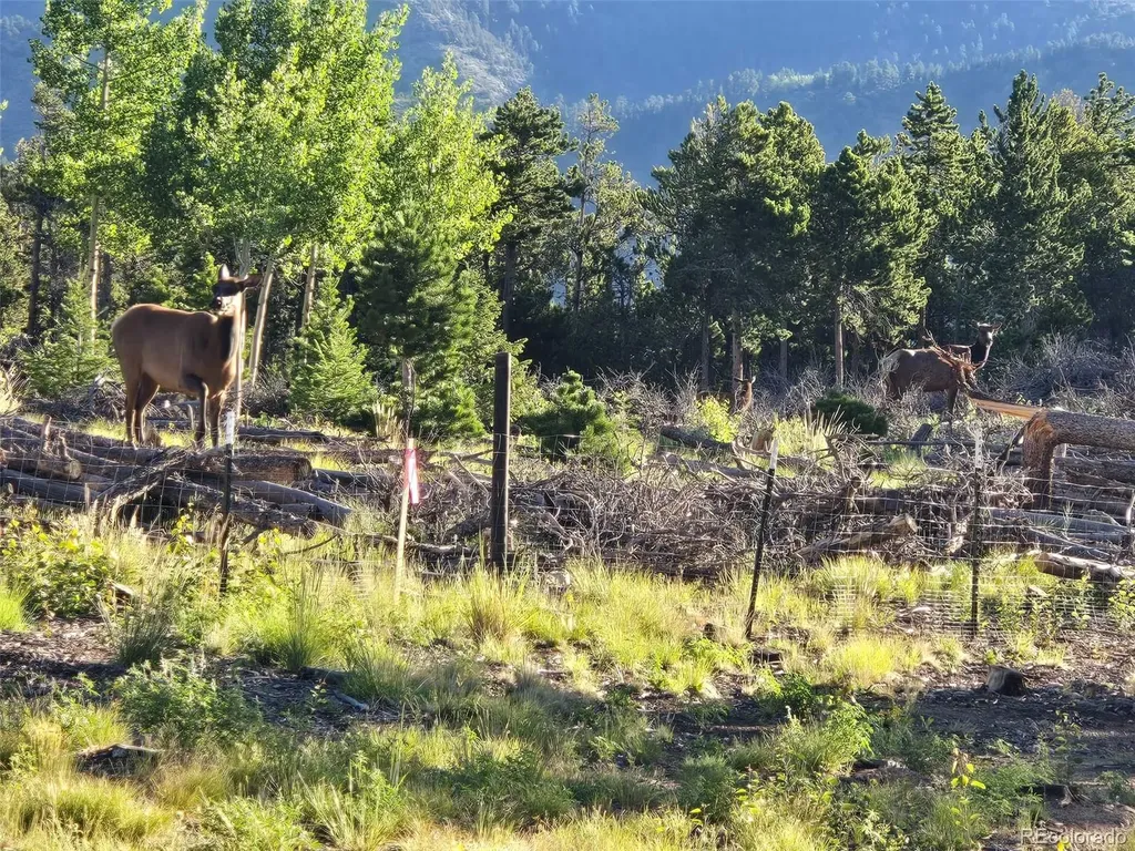 000 Frank C Idaho Springs CO 80452