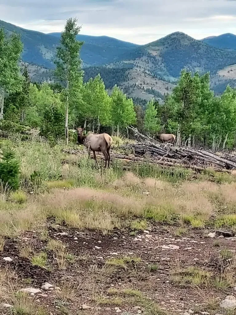 000 Frank C Idaho Springs CO 80452