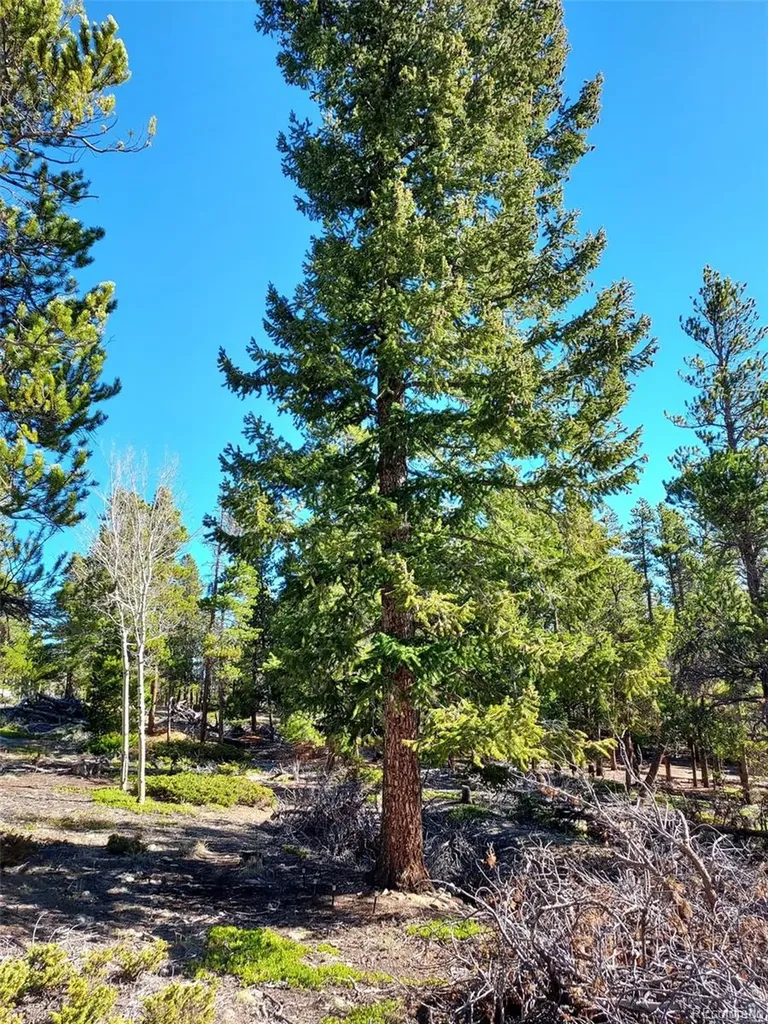 000 Frank C Idaho Springs CO 80452