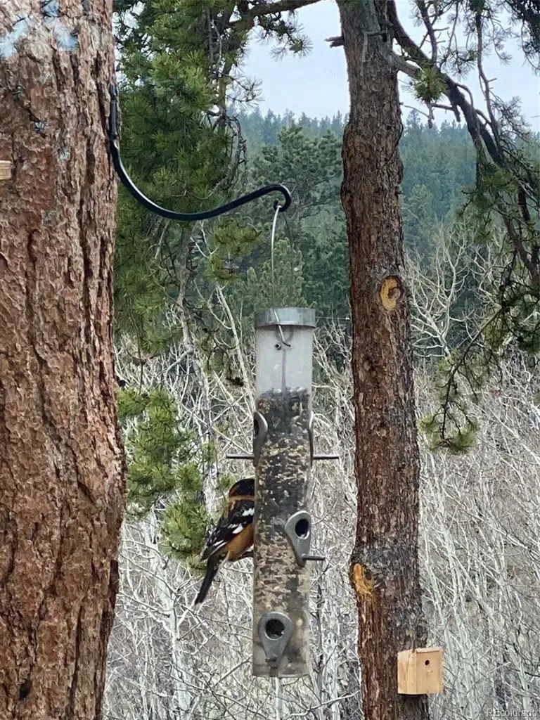 1820 Lazy Z Road Nederland CO 80466