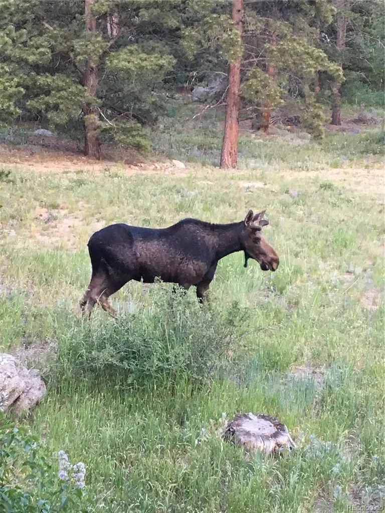 1820 Lazy Z Road Nederland CO 80466